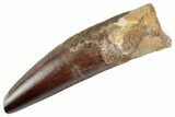 Fossil Spinosaurus Tooth - Feeding Worn Tooth #368023-1